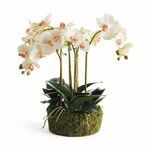 Product Image 1 for Phalaenopsis Orchid Bowl Drop-In 18.5" from Napa Home And Garden