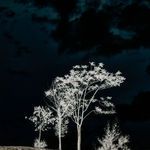 Product Image 4 for There's A Lack Of Color Here By Getty Im from Four Hands