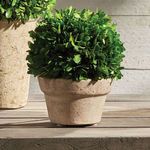 Product Image 6 for Boxwood Ball In Pot from Napa Home And Garden