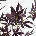 Product Image 3 for Maple Leaf Branches, Set of 2 from Napa Home And Garden