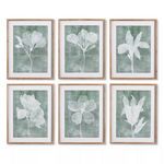 Product Image 2 for Translucent Floral Prints, Set Of 6 from Napa Home And Garden
