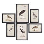 Product Image 1 for Waterfowl Gallery, Set Of 6 from Napa Home And Garden