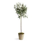 Product Image 4 for Olive Tree Potted from Napa Home And Garden