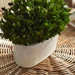 Product Image 3 for Boxwood Bush In Oval Pot from Napa Home And Garden