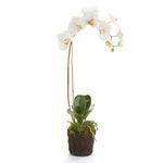 Product Image 1 for Phalaenopsis Orchid Drop-In from Napa Home And Garden