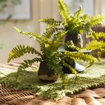Product Image 7 for Boston Fern Drop-ins, Set Of 3 from Napa Home And Garden