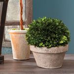 Product Image 4 for Boxwood Ball In Pot from Napa Home And Garden