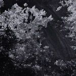 Product Image 11 for Tree Gaze I By Coup D'esprit from Four Hands