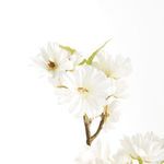 Product Image 3 for Double Cherry Blossom Stems , Set Of 6 from Napa Home And Garden