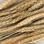 Product Image 3 for Long Natural Dried Everlasting Plants Bunch from BIDKHome