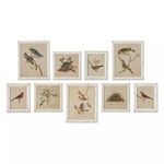 Product Image 1 for Framed Aviary Bird & Nest Habitat Prints, Set Of 9 from Napa Home And Garden