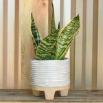 Product Image 4 for Ramos Horizontal Stripe Cachepot, Stoneware from Homart