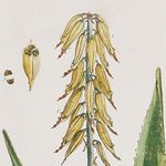 Product Image 6 for Vintage Botanical Study, Set Of 4 from Napa Home And Garden