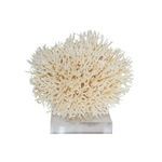 Product Image 2 for Birdsnest Coral 10 from Legend of Asia