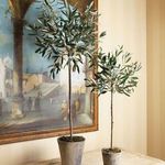 Product Image 5 for Olive Tree Potted from Napa Home And Garden