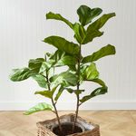 Product Image 1 for Faux Fiddle Leaf Potted Fig, 43" from Napa Home And Garden