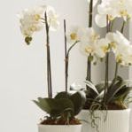 Product Image 2 for Phalaenopsis Orchid Drop-In 44" from Napa Home And Garden