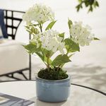 Product Image 2 for Aylin Pots, Set Of 3 from Napa Home And Garden