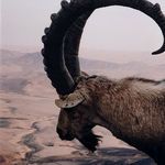 Product Image 3 for Ram By Vitaliy Paykov from Four Hands