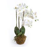 Phalaenopsis orchid drop-in with white blooms and green leaves in moss on white background