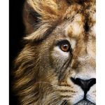 Product Image 3 for African Lion Wall Décor from Moe's
