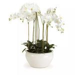 Product Image 1 for Barclay Butera Phalaenopsis In Ceramic Bowl from Napa Home And Garden