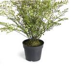 Product Image 3 for Faux Maidenhair Drop-In, 30" from Napa Home And Garden