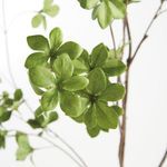 Product Image 3 for Shady Lady Black Olive Branches , Set Of 2 from Napa Home And Garden