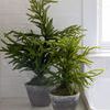 Product Image 4 for Aurora 20" Norfolk Pine Tree in Gray Pot from K&K Interiors