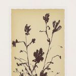 Product Image 12 for Meadow Rue Set by Shaina Page from Four Hands