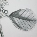 Product Image 6 for Farmhouse Florals Framed Prints, S/9 from Uttermost