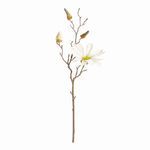 Product Image 1 for Star Magnolia Stems , Set Of 6 from Napa Home And Garden
