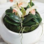 Product Image 6 for Phalaenopsis 16" Mini Garden Drop-In from Napa Home And Garden