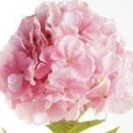 Product Image 3 for Mophead Hydrangea Stems , Set Of 4 from Napa Home And Garden