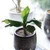 Product Image 3 for Small Bamba Pot | Scout & Nimble from Accent Decor