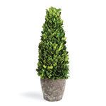 Product Image 1 for Boxwood Cone Topiary Drop-in from Napa Home And Garden