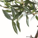 Product Image 4 for Olive Tree Drop-in 40" from Napa Home And Garden