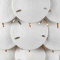 Close-up detail of sand dollar discs showing embossed texture and subtle light coming through