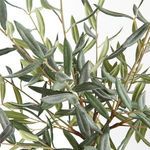 Product Image 3 for Olive Tree Drop-In from Napa Home And Garden