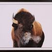Product Image 1 for Bold Bison from Shadow Catchers