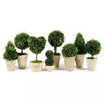 Boxwood Topiaries In Pots image 1