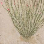 Detailed view of lower portion of Ocotillo painting highlighting textured surface and cactus base