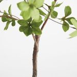 Product Image 4 for Shady Lady Black Olive Branches , Set Of 2 from Napa Home And Garden