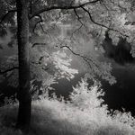 Close crop focusing on sunlight highlighting foliage detail beside dark water in the black and white photo