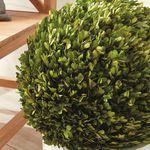 Product Image 5 for Boxwood Ball from Napa Home And Garden