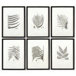Product Image 1 for Framed Gray Tone Fern Prints, Set Of 6 from Napa Home And Garden