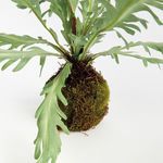 Product Image 2 for Birds Nest Fern Drop-In 9 from Napa Home And Garden