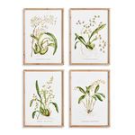Set of four framed orchid species prints with detailed botanical illustrations and light fir wood frames