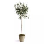 Product Image 3 for Olive Tree Potted 46" from Napa Home And Garden