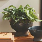 Product Image 4 for Echeveria Fern Drop-In 13.5" from Napa Home And Garden